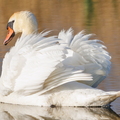 Höckerschwan